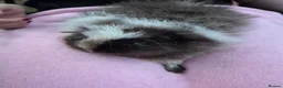 Guinea Pig rodents for sale: Magpie Swiss Boar  in Basingstoke - Advert 2