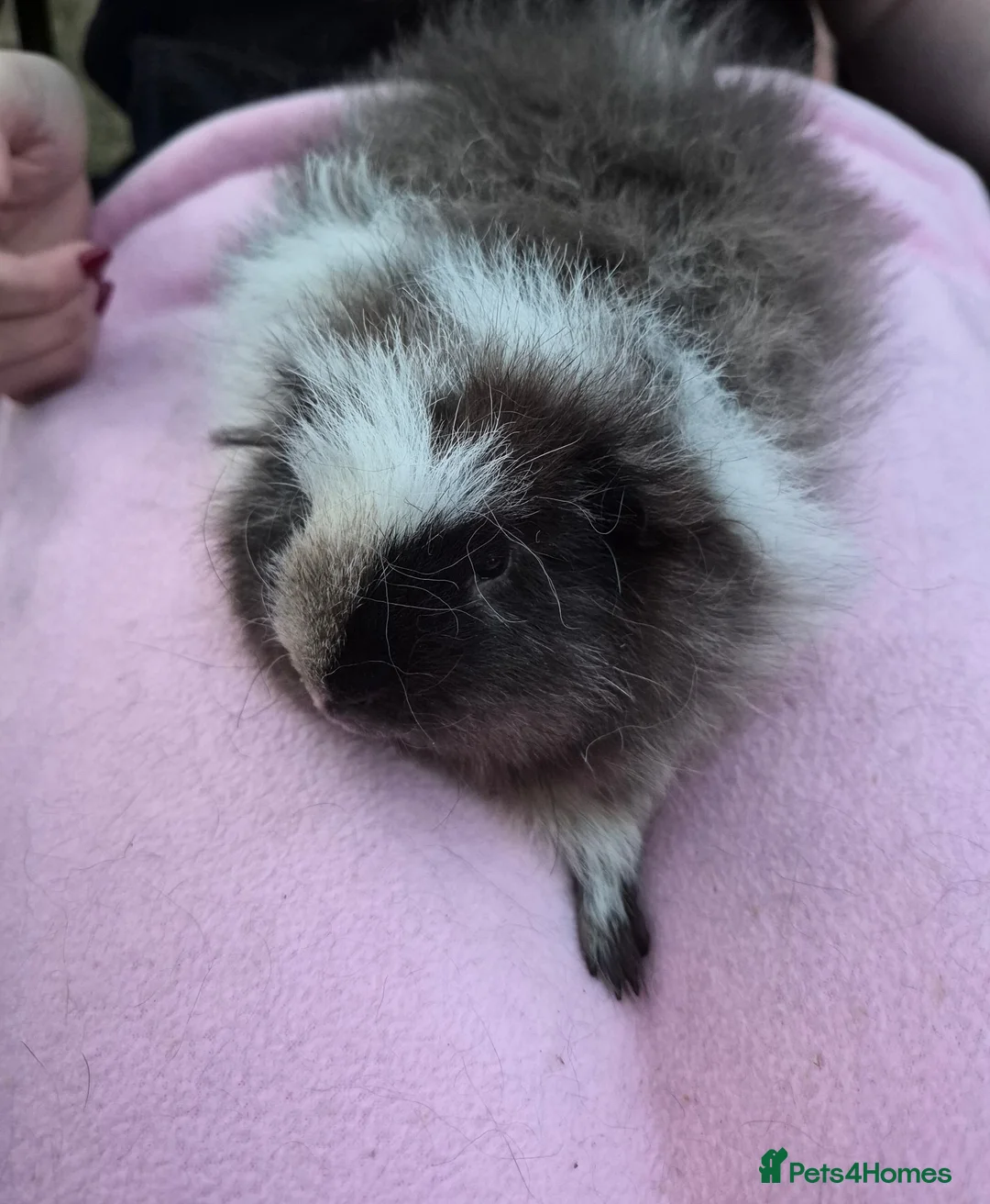 Guinea Pig rodents for sale: Magpie Swiss Boar  in Basingstoke - Advert 2