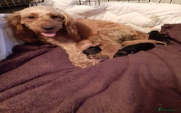 Cockapoo dogs for sale: Stunning litter of cockapoos  - Advert 39