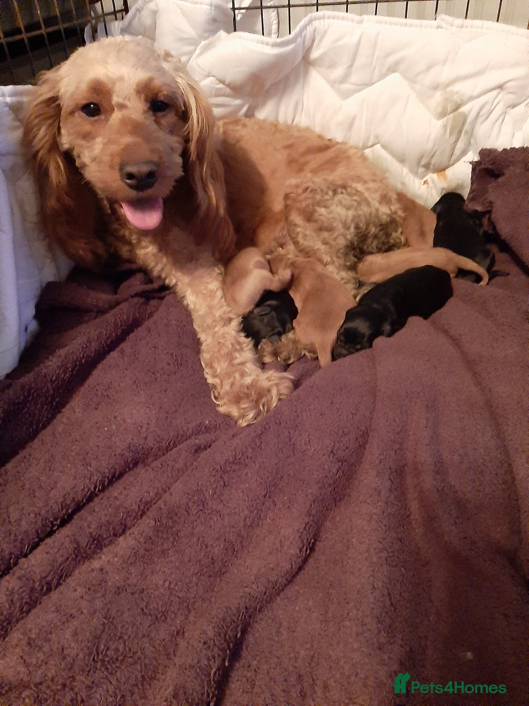 Cockapoo dogs for sale: Stunning litter of cockapoos  - Advert 39