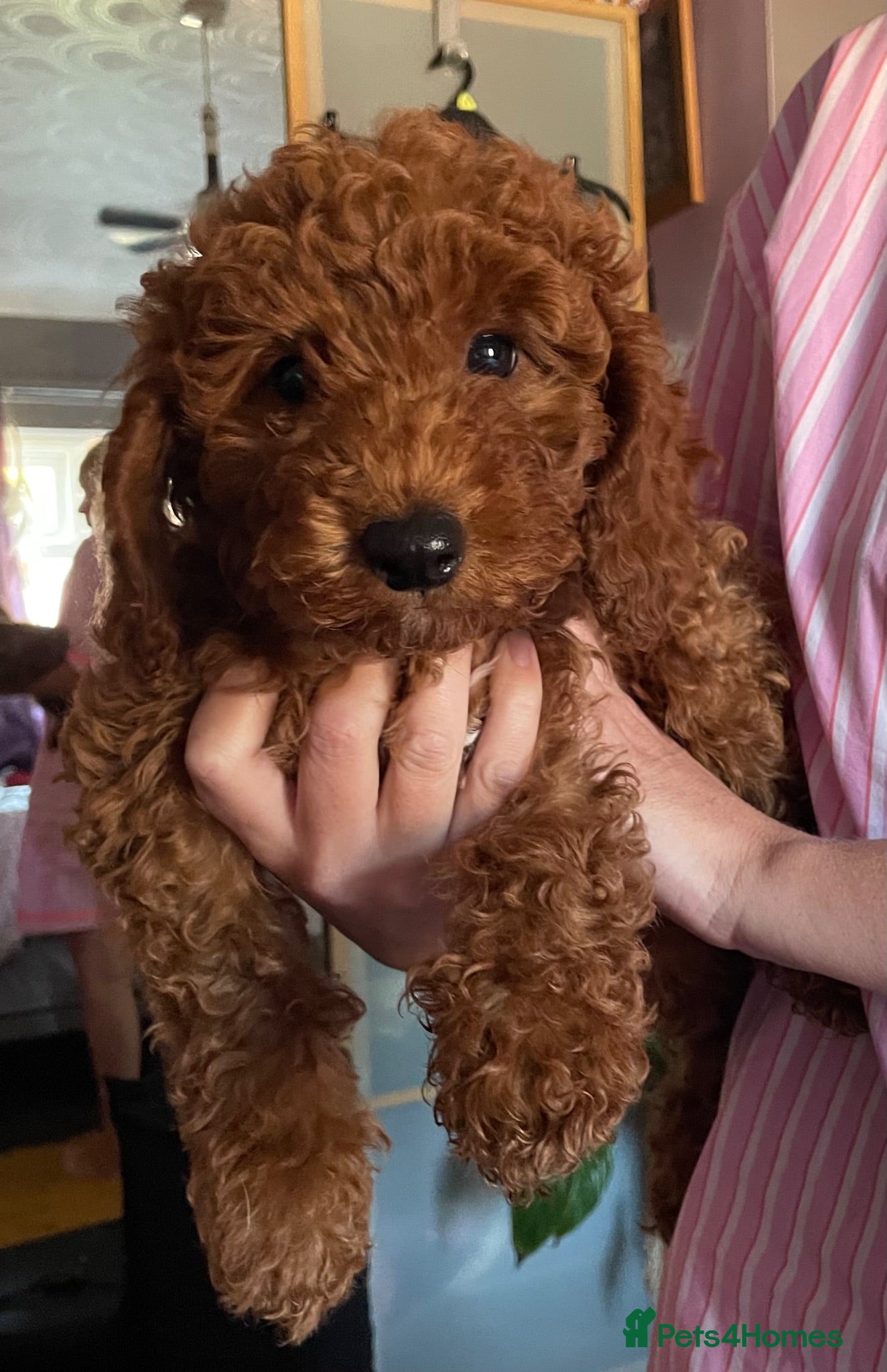 Cockapoo dogs Ready to go Stunning cockapoos  - Advert 1