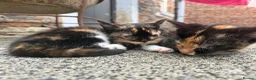 Mixed Breed cats for sale: Kittens for sale - Advert 11