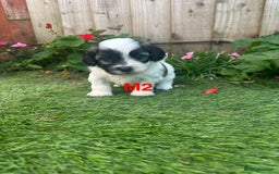 Bichon Frise dogs for sale: 6 Little puppies Bichon frise - Image 7