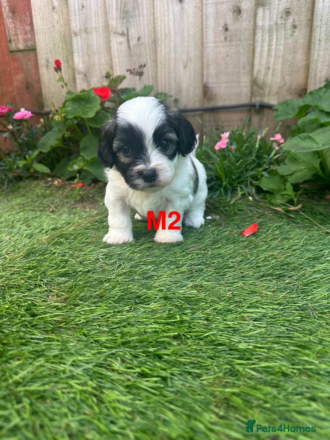 Bichon Frise dogs for sale: 6 Little puppies Bichon frise - Image 7