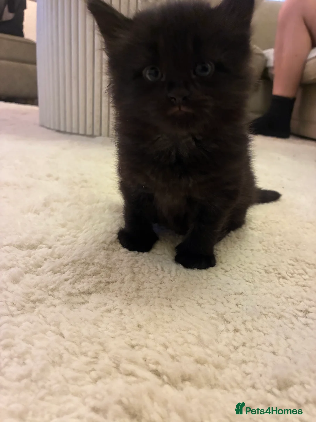 Turkish Angora cats for sale: Turkish angora male  - Advert 5