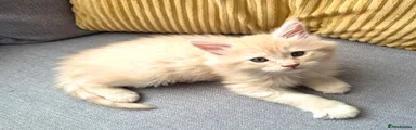 Maine Coon Kitten 2