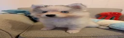 Pomsky dogs for sale: Pomsky Puppies - Advert 8