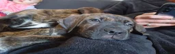 Mixed Breed dogs for sale: Serena 3 Month Old - Advert 4