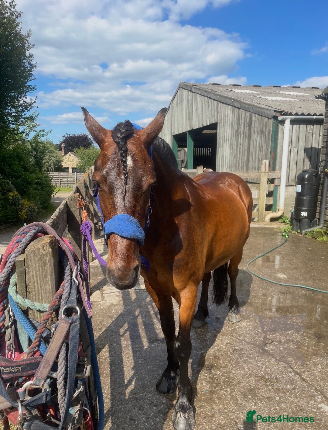 New Forest horses for sale: Dash - looking for a loving home. - Advert 4