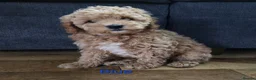 Cavapoo dogs for sale: F1B toy cavapoos - Advert 3