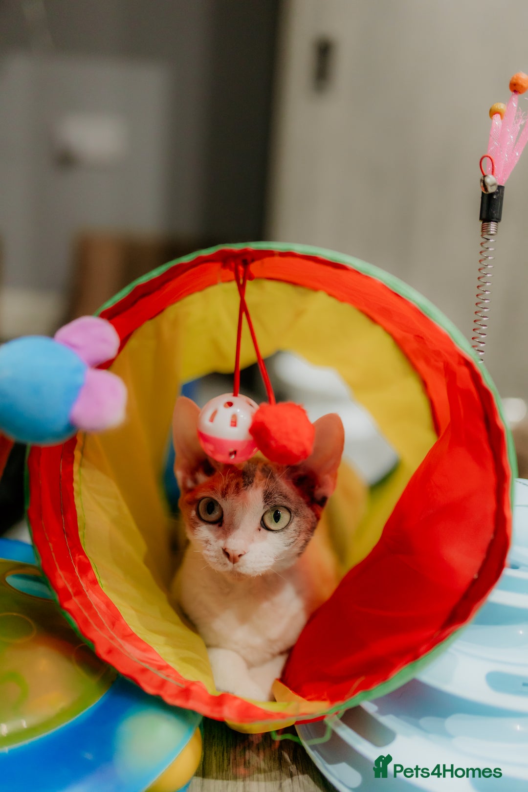 Devon Rex cats for sale: Adorable GCCF Registered DevonRex Kittens FOR SALE - Advert 28