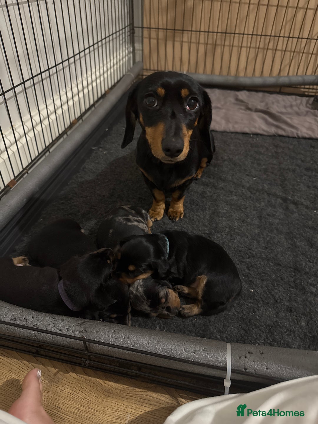 Dachshund dogs for sale: 4 miniature x jack russle   - Advert 12