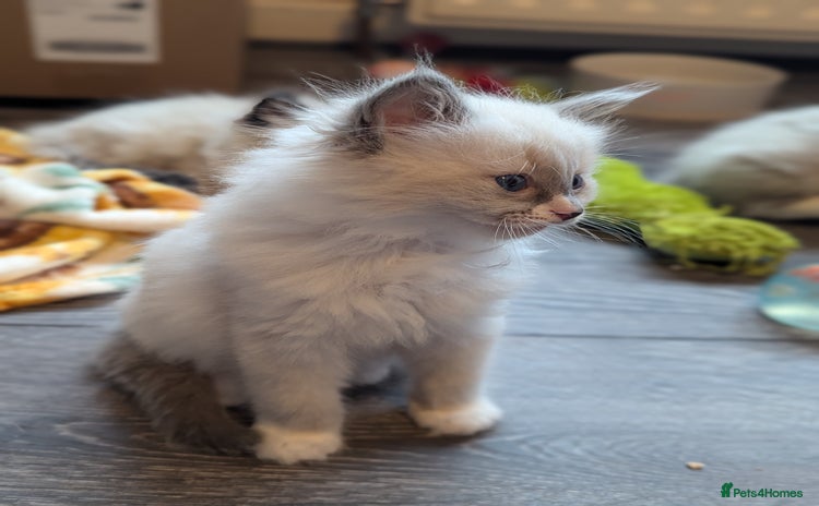 Ragdoll cats - Advert 4