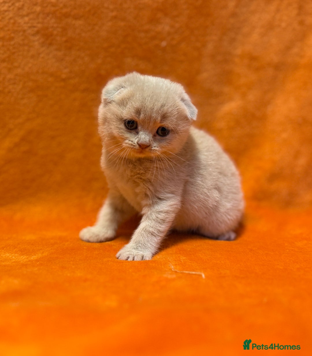Scottish Fold cats for sale: 🩵Gorgeous Scottish Fold and Straight kittens 🩷 - Advert 3