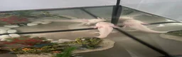 Other/Mixed Breed fish for sale: Axolotl looking for a new home  in Liverpool - Advert 2