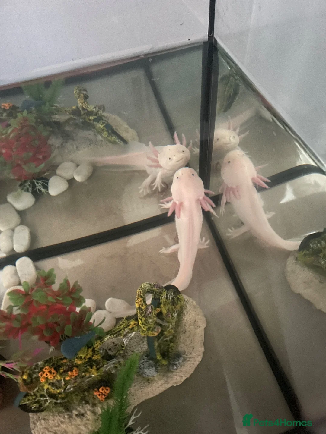 Other/Mixed Breed fish for sale: Axolotl looking for a new home  in Liverpool - Advert 2