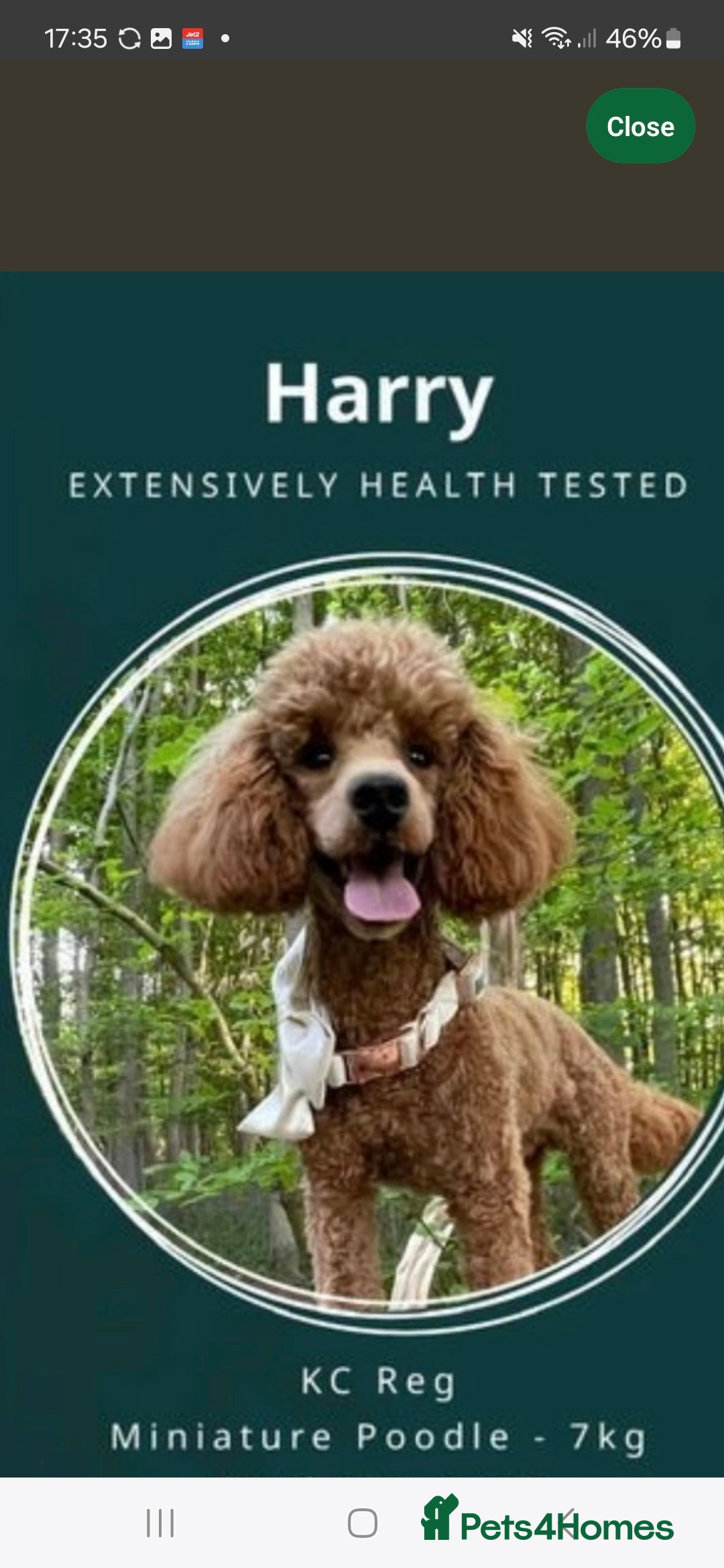 Cavapoo dogs for sale: Amazing Cavapoo's 🐶❤️ - Image 20
