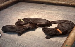 Cocker Spaniel dogs for sale: Cocker spaniel puppies - Image 5
