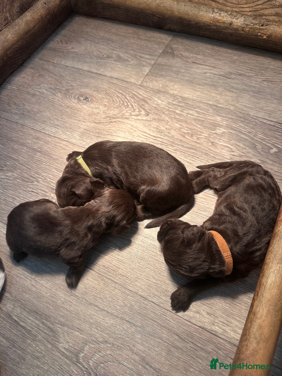 Cocker Spaniel dogs for sale: Cocker spaniel puppies - Image 5