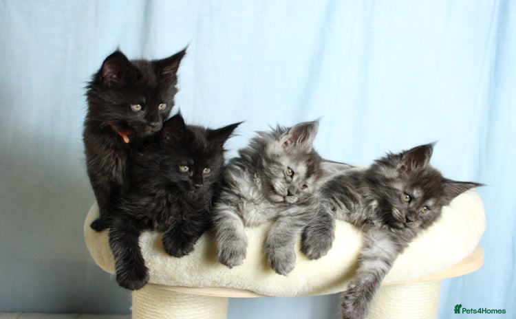 Maine Coon cats - Advert 5