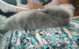 Lionhead rabbits for sale: Teddy lionheads  - Advert 9