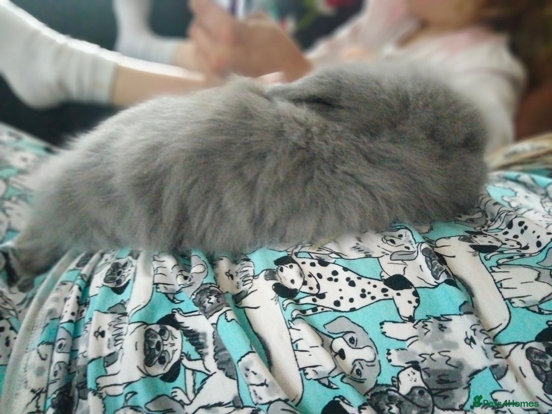 Lionhead rabbits for sale: Teddy lionheads  - Advert 9