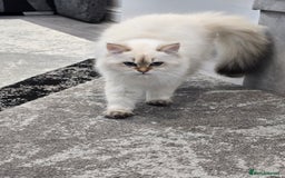 British Longhair cats for sale: Stunning Colour Point Girl - Advert 7