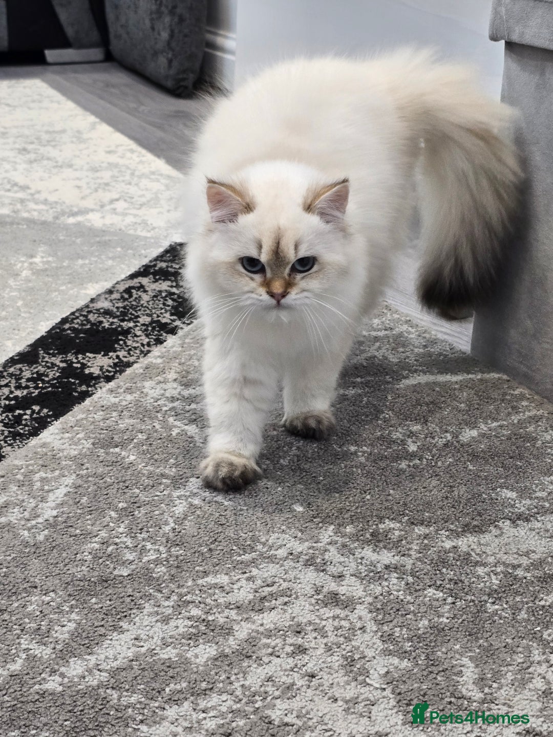 British Longhair cats for sale: Stunning Colour Point Girl - Advert 7