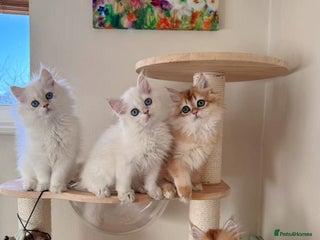 British Longhair cats Stunning Golden British Longhair Kittens - Advert 2