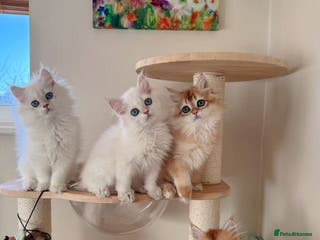 British Longhair cats Stunning Golden British Longhair Kittens - Advert 4