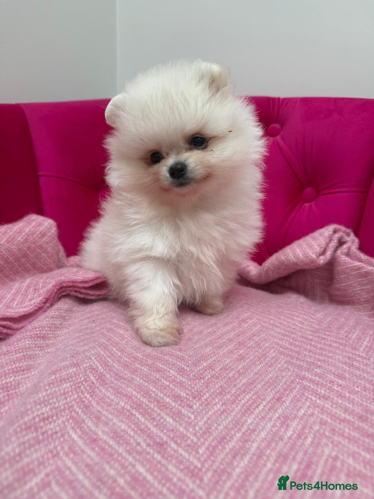 Pomeranian dogs Snow White Teddy Pom READY NOW ❄️ 🤍 ❤️ 🐻  - Advert 10