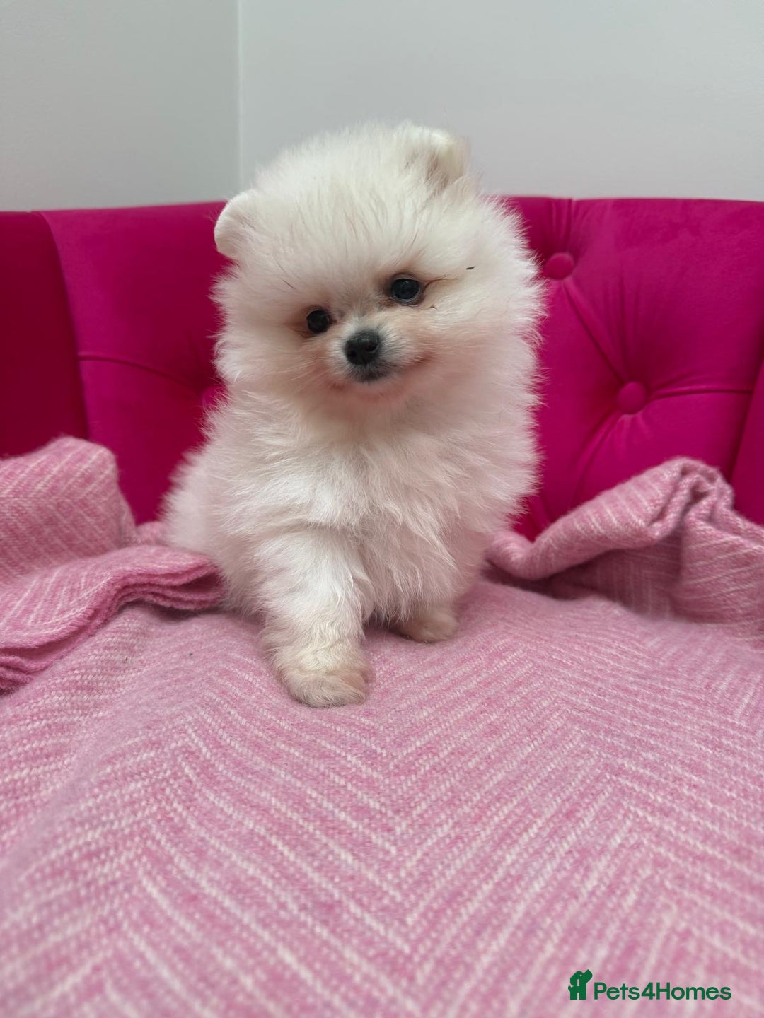 Pomeranian dogs for sale: Two Snow White Teddy Poms ❄️ 🤍 ❤️ 🐻  - Advert 1