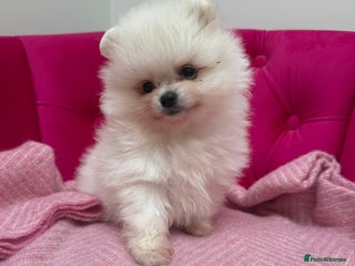 Pomeranian dogs Two Snow White Teddy Poms ❄️ 🤍 ❤️ 🐻 - Advert 1