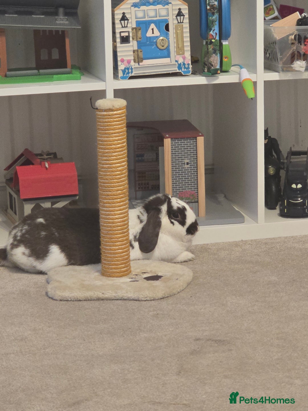 English Lop rabbits for sale: Lop rabbit  - Image 3