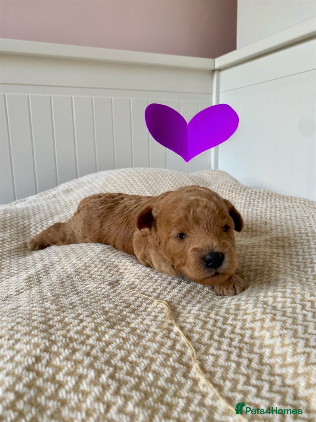Poochon dogs for sale: ♥️🐶🧸 TINY ASIAN TOY POOCHONS FOR SALE ♥️ - Advert 10