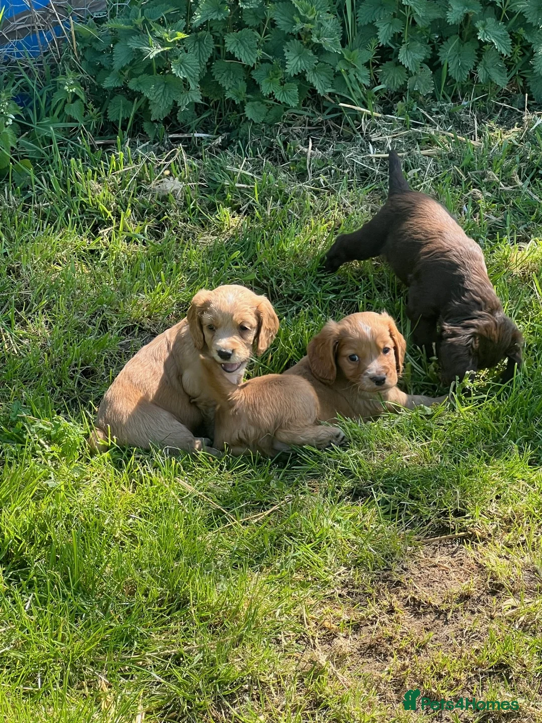Cocker Spaniel dogs for sale: Working Cocker Pups - Advert 1