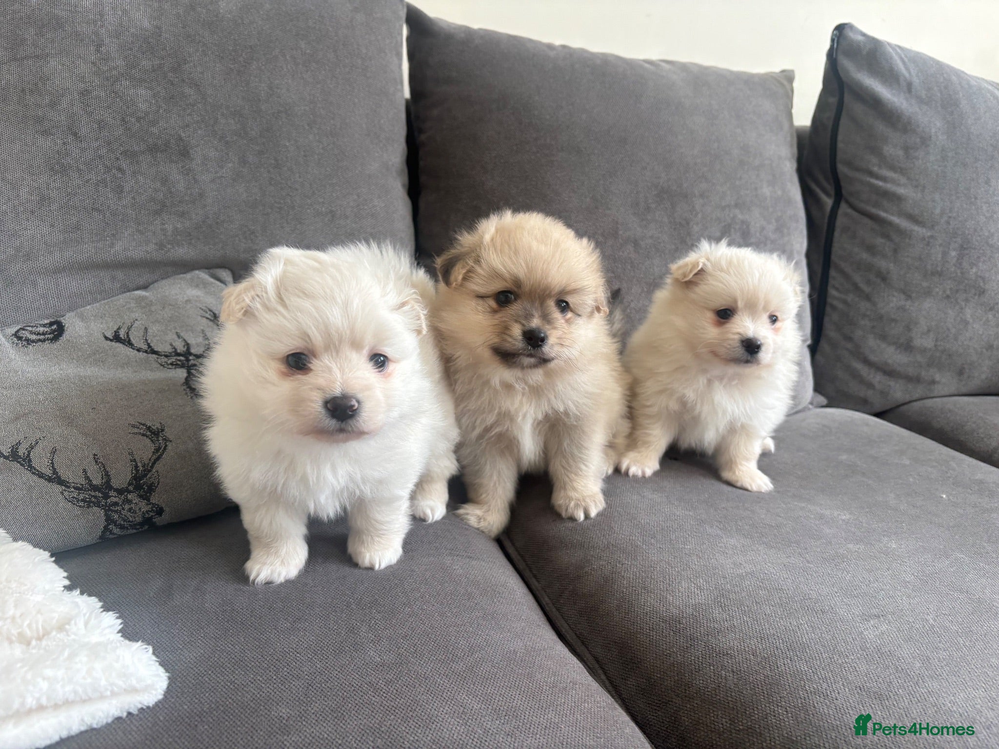 Pomeranian dogs Pomeranian - Advert 1