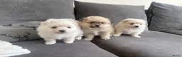 Pomeranian dogs for sale: Pomeranian - Advert 1