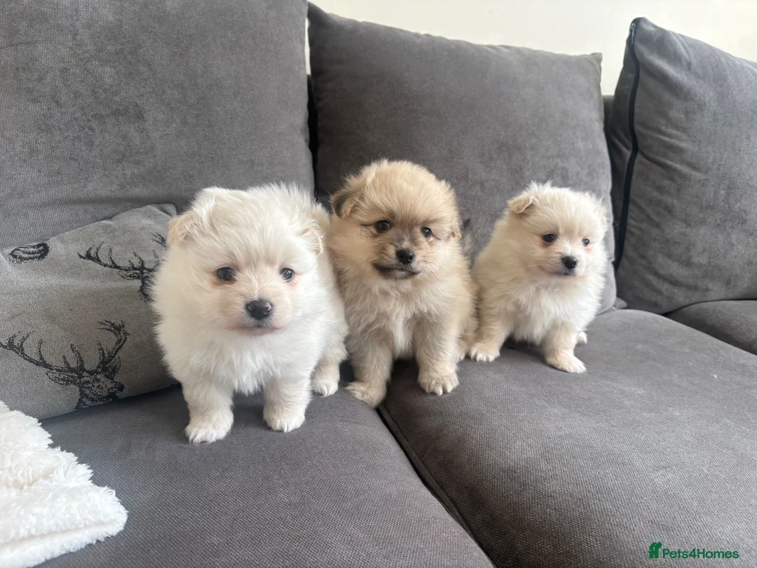 Pomeranian dogs for sale: Pomeranian - Advert 1