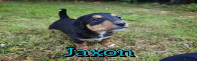 Jaxon