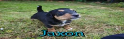 Mixed Breed dogs for sale: Loving Parsons Russell Cross Puppies  - Advert 28