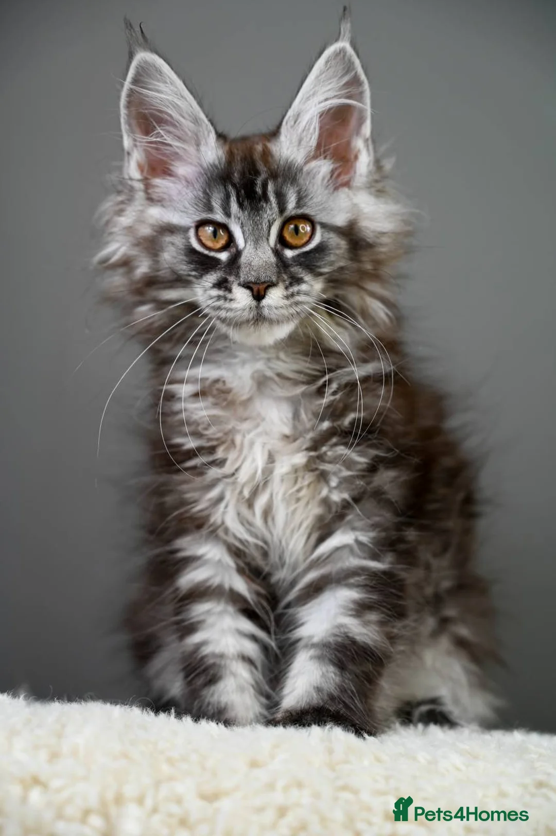Maine Coon cats for sale: 3 Unique Kittens available - TICA registered  - Advert 6
