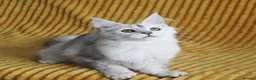 Maine Coon cats for sale: Pedigree Silver Shaded Beauties TICA Registered - Advert 9