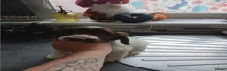 English Springer Spaniel dogs for sale: English springer spaniel puppies  - Advert 5