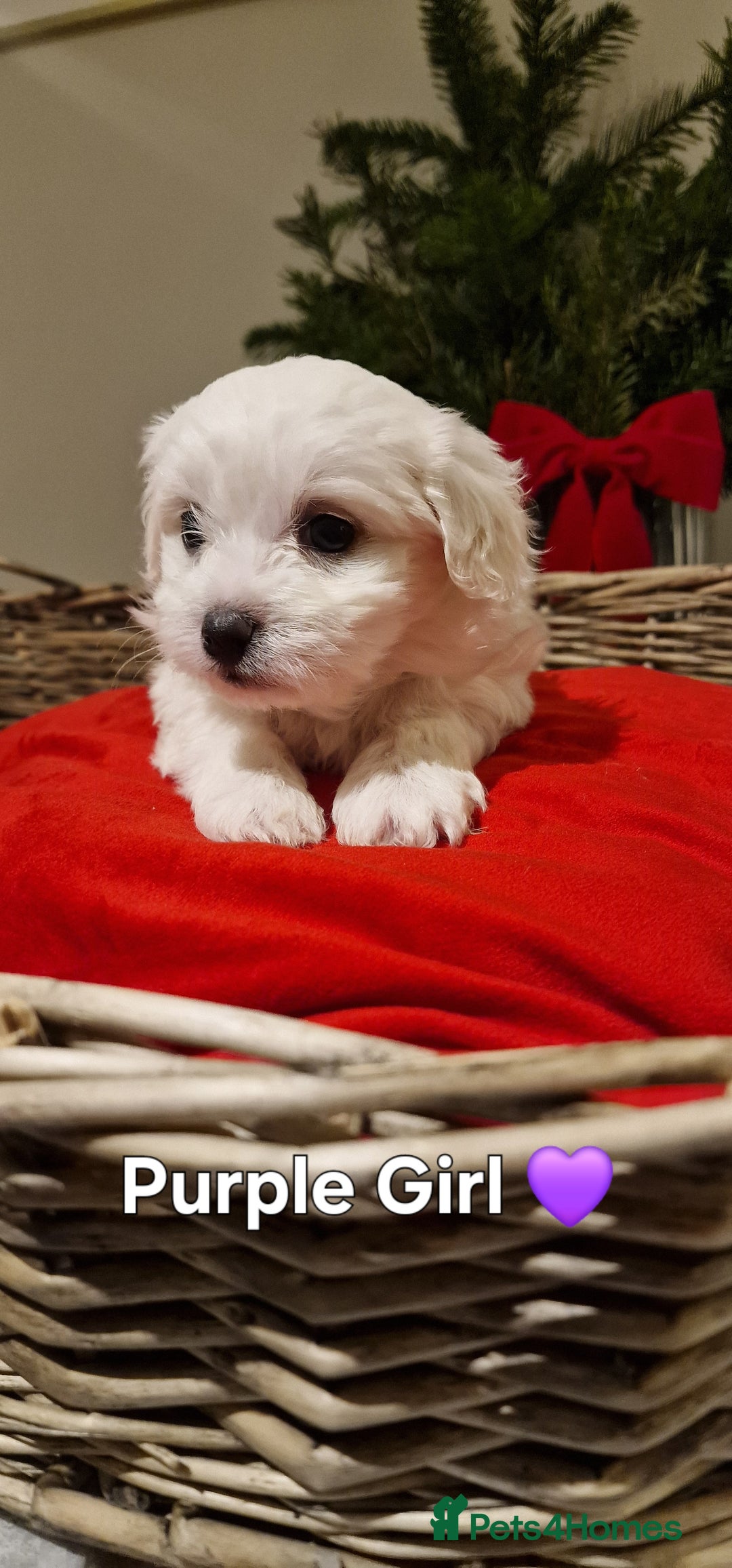 Maltese dogs for sale: 🐶🤍 Beautiful Maltese Girl Puppies 🤍🐶 - Advert 14