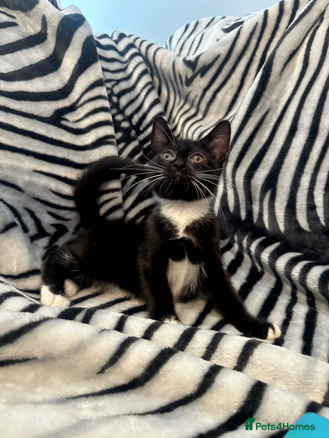 Mixed Breed cats for sale: 🚨KITTEN URGENTLY NEEDING HOME🚨 - Advert 2