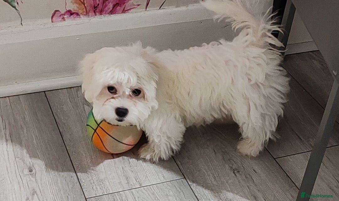 Bichon Frise dogs for sale: Maltese Bichon ready for a new home - Advert 1