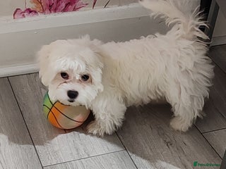 Bichon Frise dogs Maltese Bichon ready for a new home - Advert 7