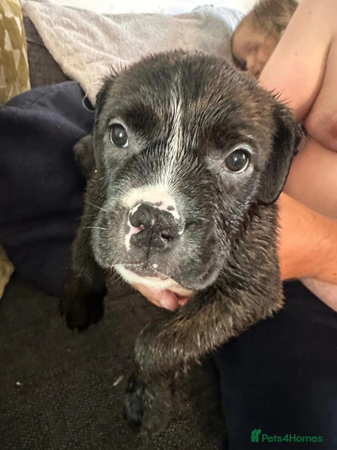Mixed Breed dogs for sale: American bulldog x in Kettering - Advert 3