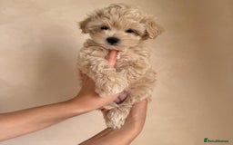 Maltipoo dogs for sale: Beautiful Toy Maltipoo Puppies - Image 10